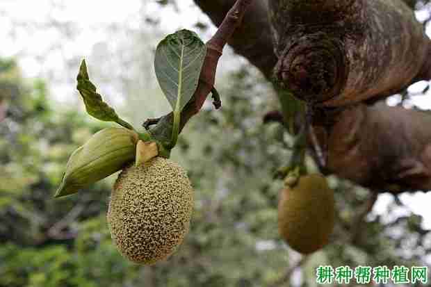 菠萝蜜开花结果过程(菠萝蜜开花是什么样子的)